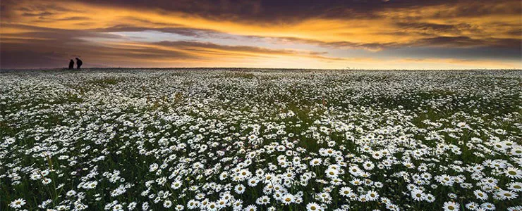 دشت گل های بابونه در فندقلو اردبیل گلستانی در میان ابر و جنگل - بلاگ ایران هتل آنلاین