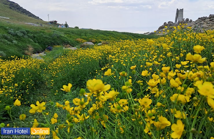 دست میشان در فصل بهار