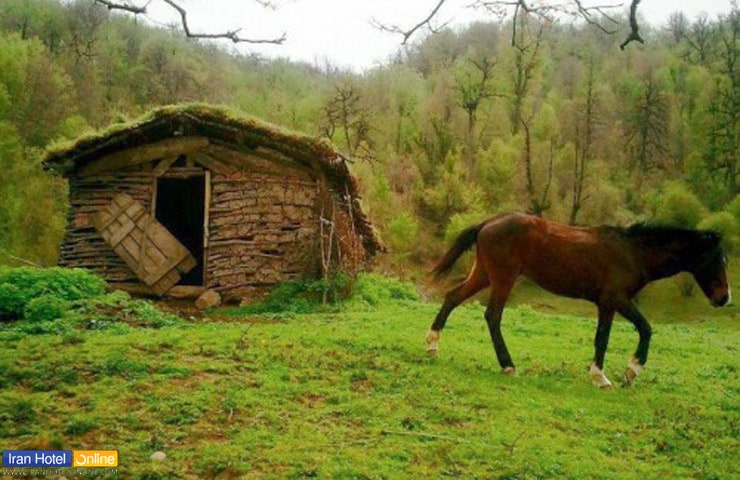 کلبه جنگلی و اسب وحشی در ارتفاعات جنگل