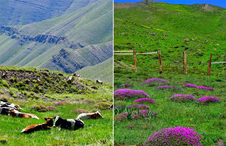 تصوریر از گل های خودرو و چرای دام ها در روستای الیت