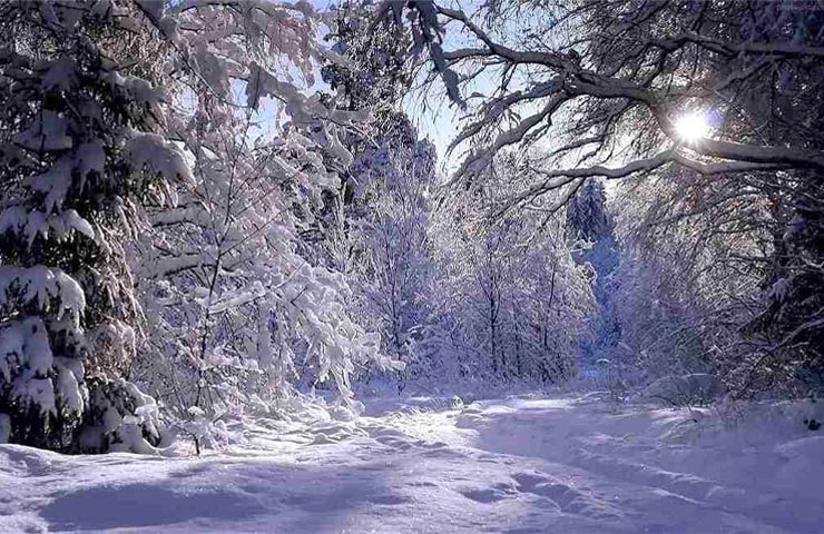 طبیعت رشت در زمستان برفی 