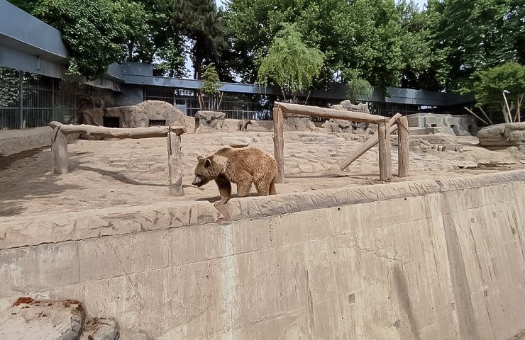 خرس قهوه ای در باغ وحش ارم 