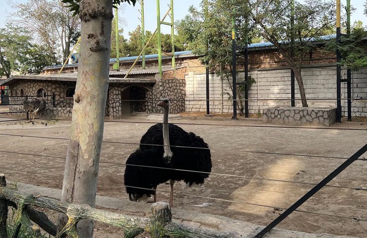 شترمرغ در باغ وحش ارم 