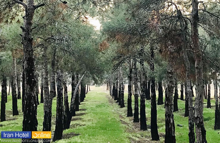 درختان پارک جنگلی خرگوش دره