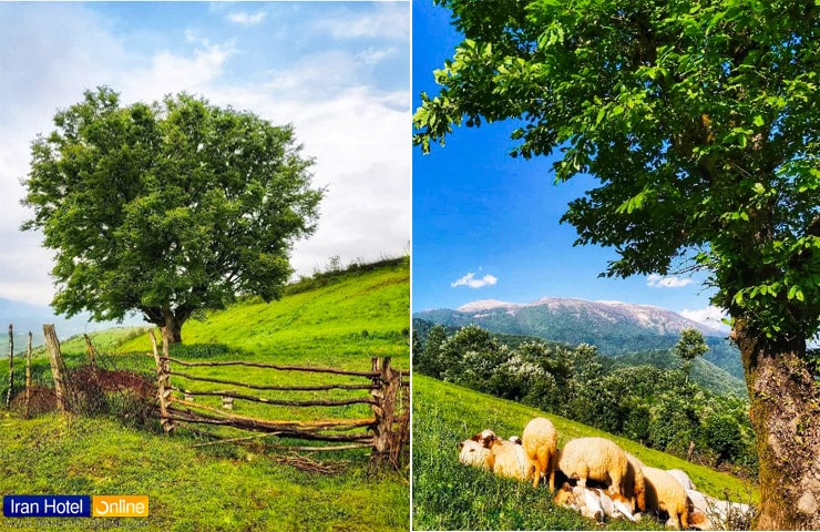 چرای گوسفندان در مراتع خورگام 