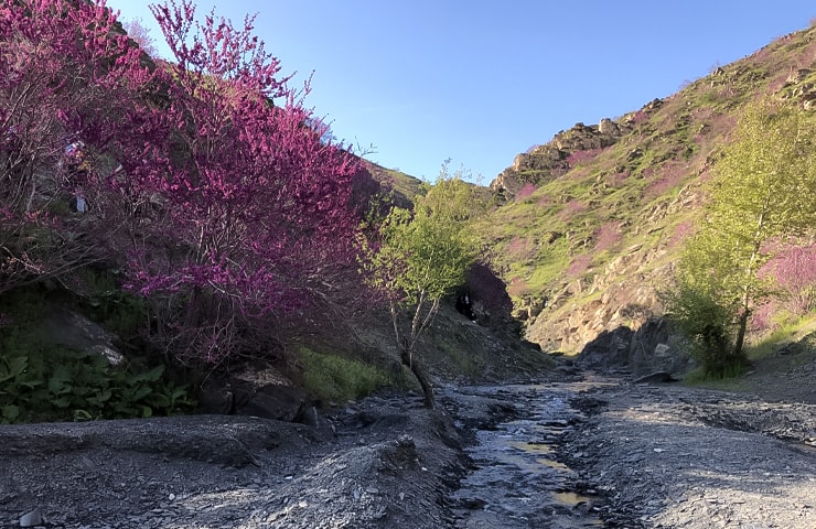 دره ارغوان طرقبه