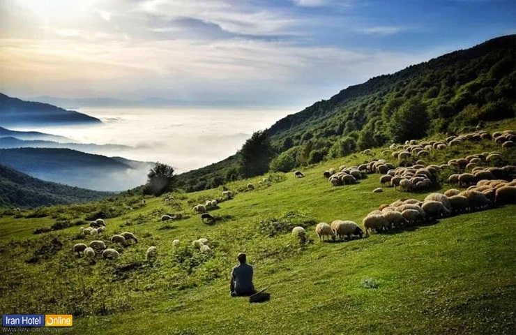 چرای گوسفندان و چوپانی که به تماشای جنگل ابر نشسته