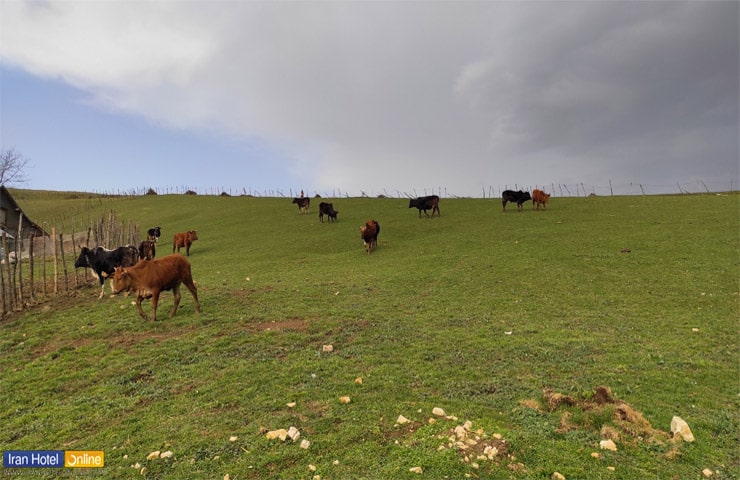 چرای دام‌ها در مراتع روستای اسپیلی