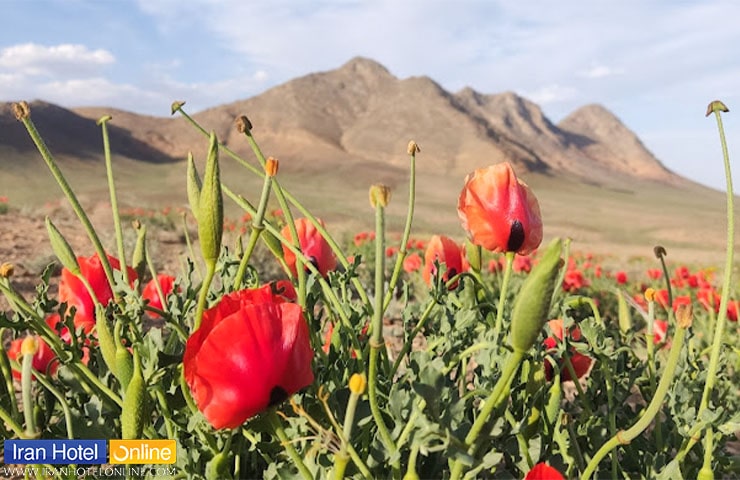 گل های لاله وحشی در پارک قمیشلو اصفهان