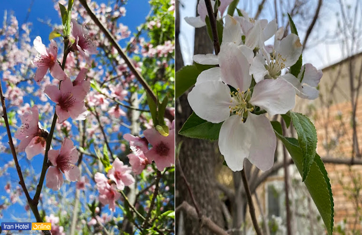 بهار زیبای دهاقان