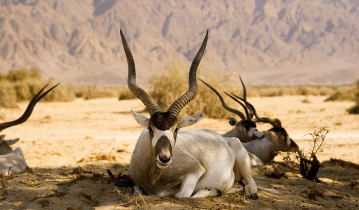 آداکس Addax