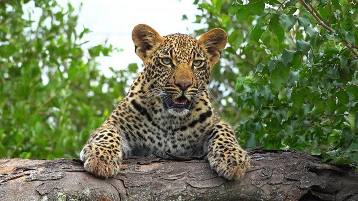 پلنگ leopard